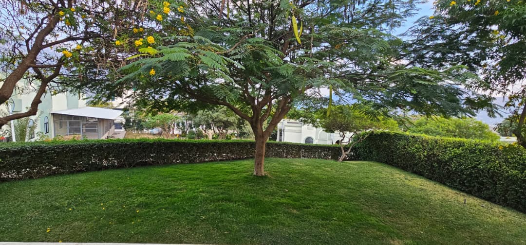 أجنحة ملكية